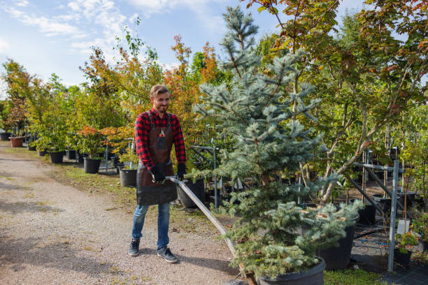 How Our Tree Care Process Works  in Jamestown West, NY